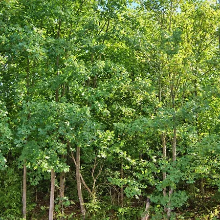 Schmidt Braunlage
